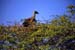 da isser