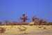 Baobabs
