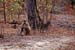 Baboon